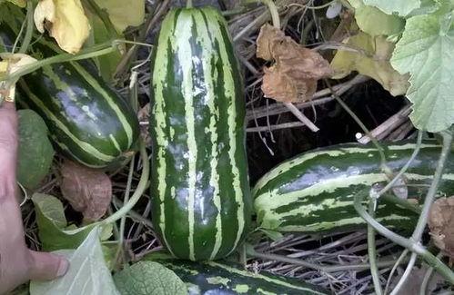 临沂网红吃梢瓜现场,临沂网红现场挑战梢瓜大胃王 第1张 临沂网红吃梢瓜现场,临沂网红现场挑战梢瓜大胃王 第1张